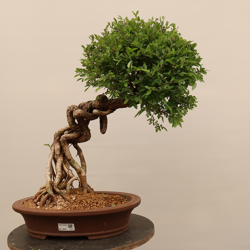 Bonsai für draußen - Zelkova - Zelkova NIRE