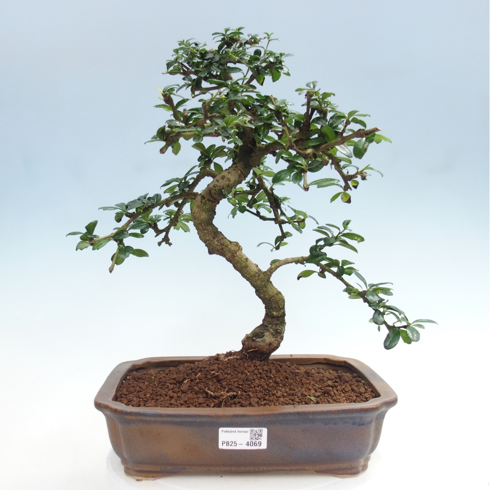 Zimmer-Bonsai - Carmona macrophylla - Tee-Fuki
