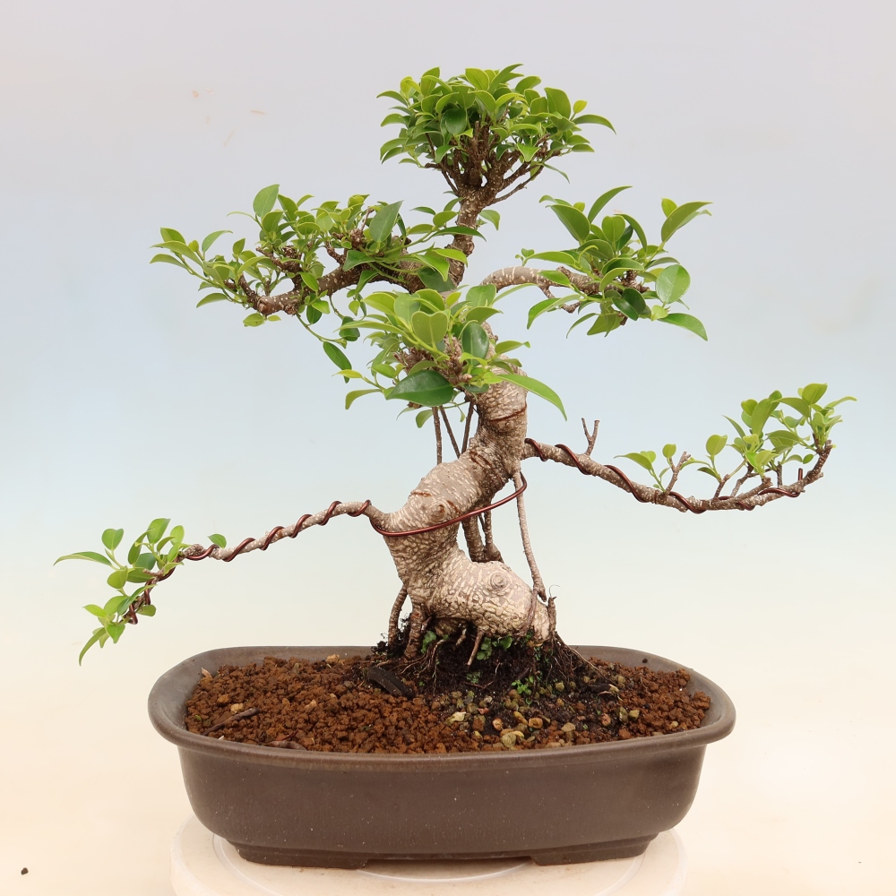 Zimmerbonsai - Ficus kimmen - Kleinblättriger Ficus