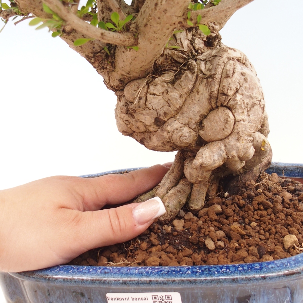 Bonsai für draußen - Berberis coreana