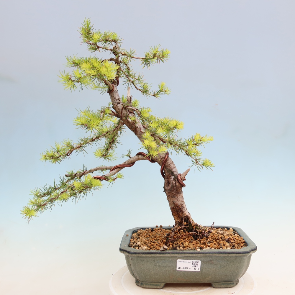 Bonsai für draußen -Larix decidua - Lärche