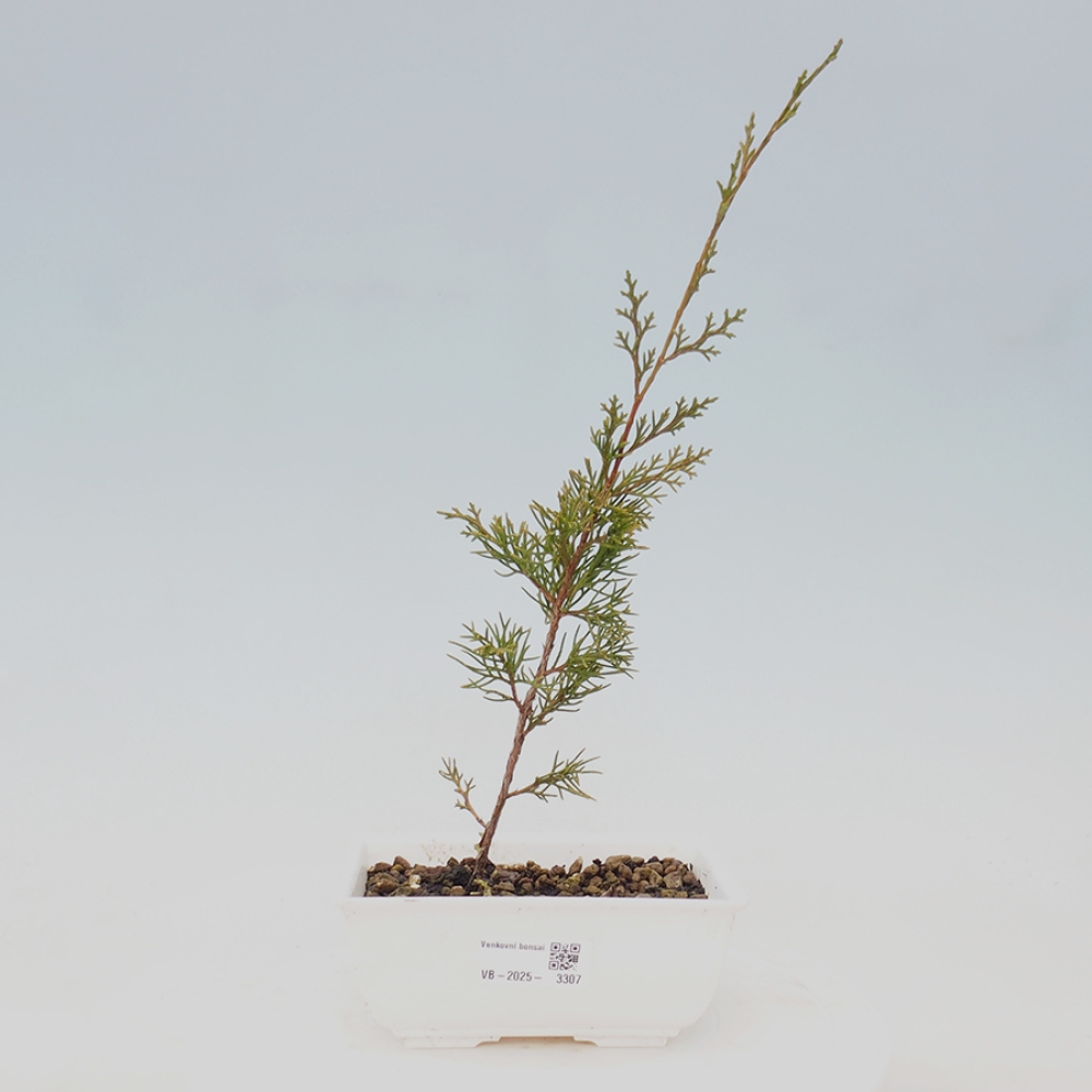 Bonsai für draußen - Juniperus chinensis Itoigawa