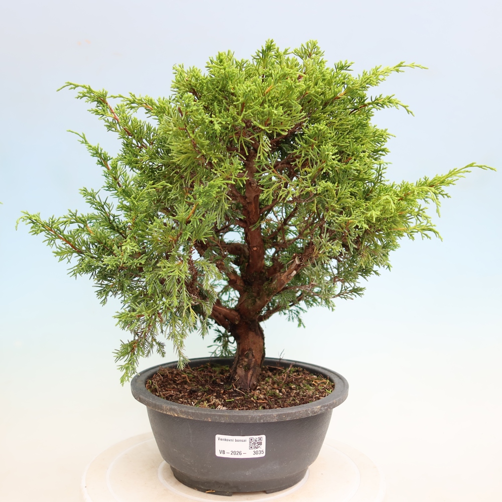 Bonsai für draußen - Juniperus chinensis Itoigawa-Juniperus chinensis