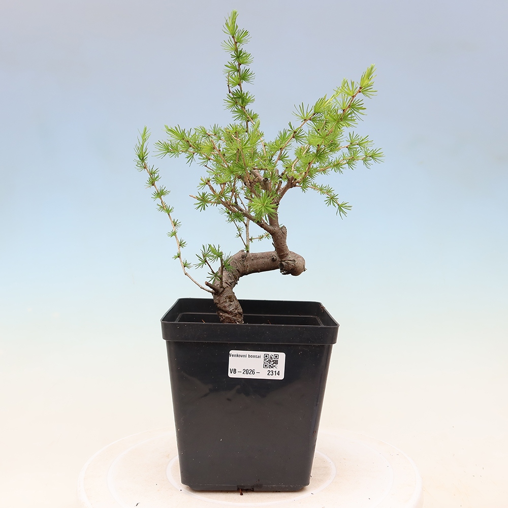 Bonsai für draußen -Larix decidua - Lärche