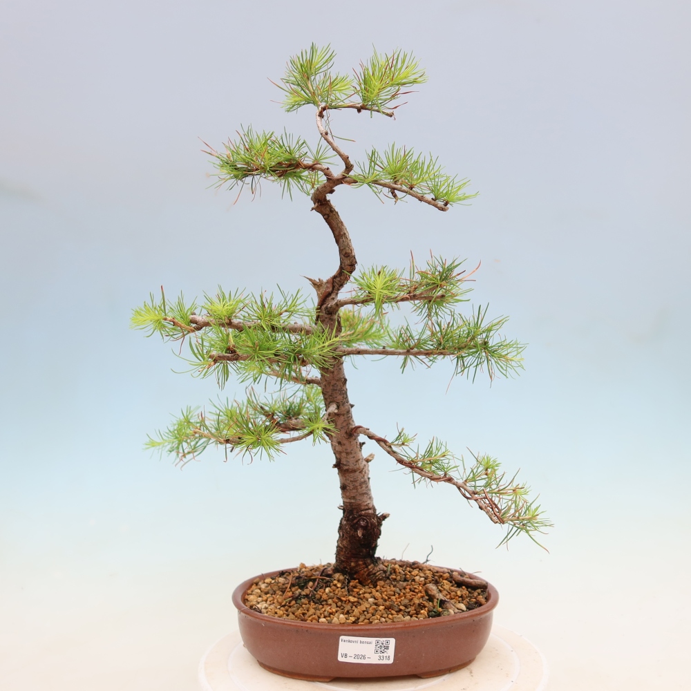 Bonsai für draußen -Larix decidua - Lärche