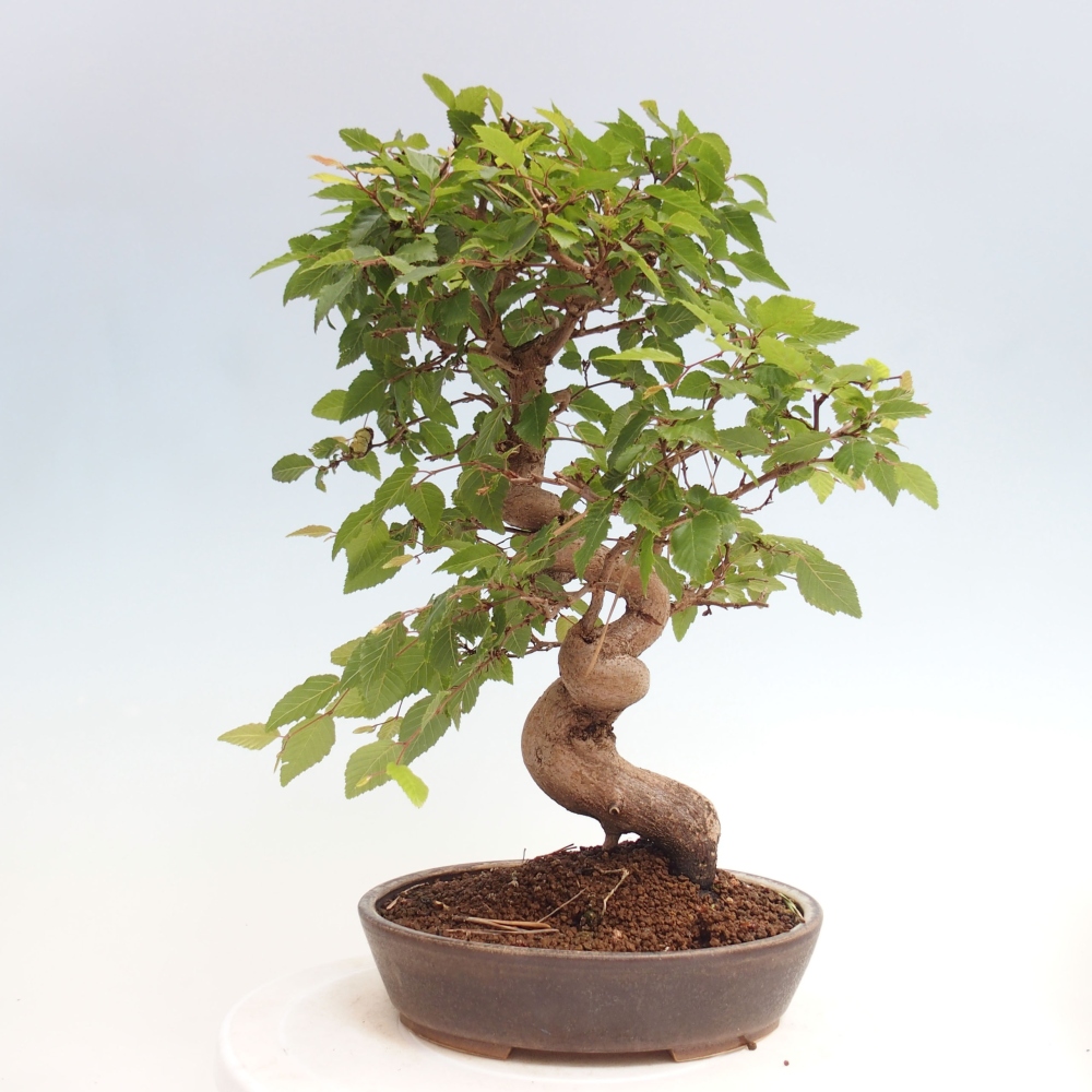 Bonsai für draußen -Carpinus CARPINOIDES - Koreanische Hainbuche