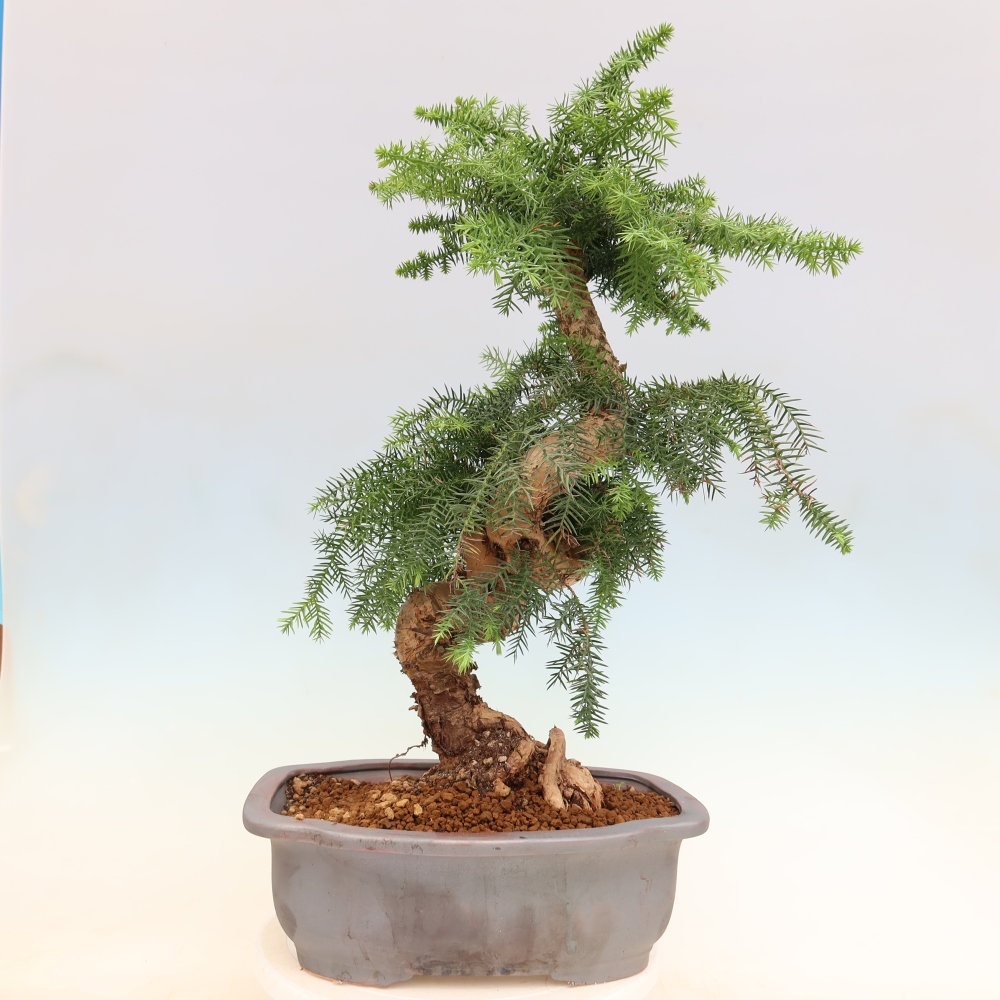 Zimmer Bonsai - Araucaria - Zimmer Fichte