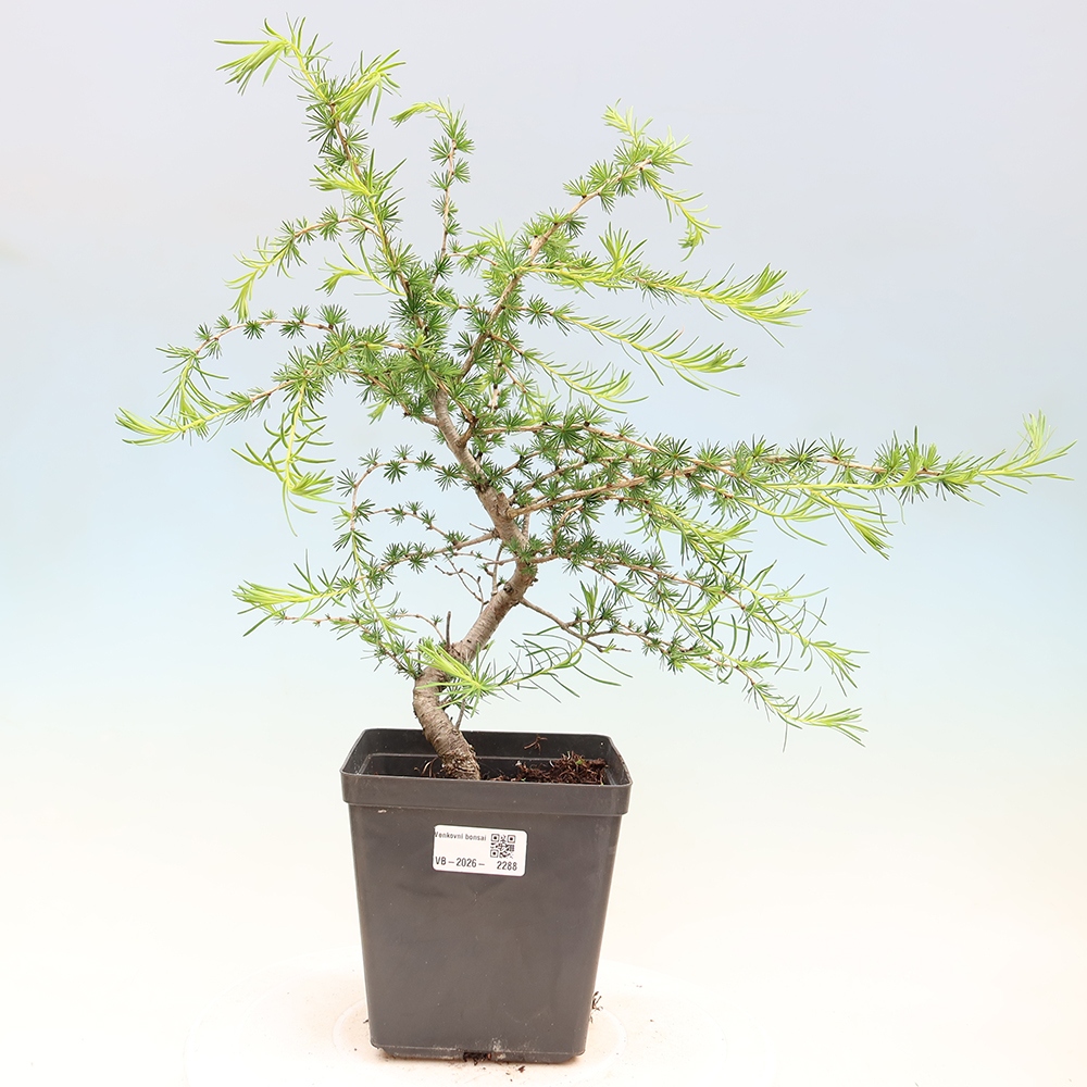 Bonsai für draußen -Larix decidua - Lärche