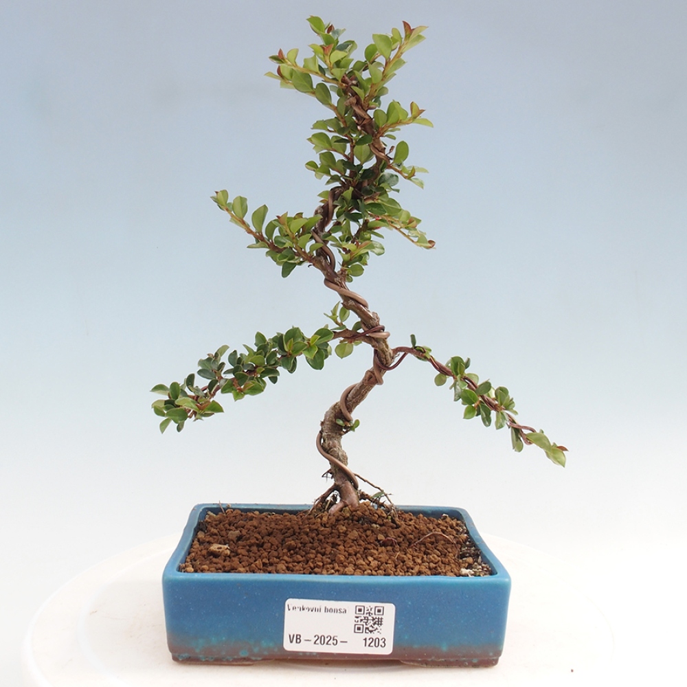 Freiland-Bonsai-Cotoneaster horizontalis - Rocky Mountain