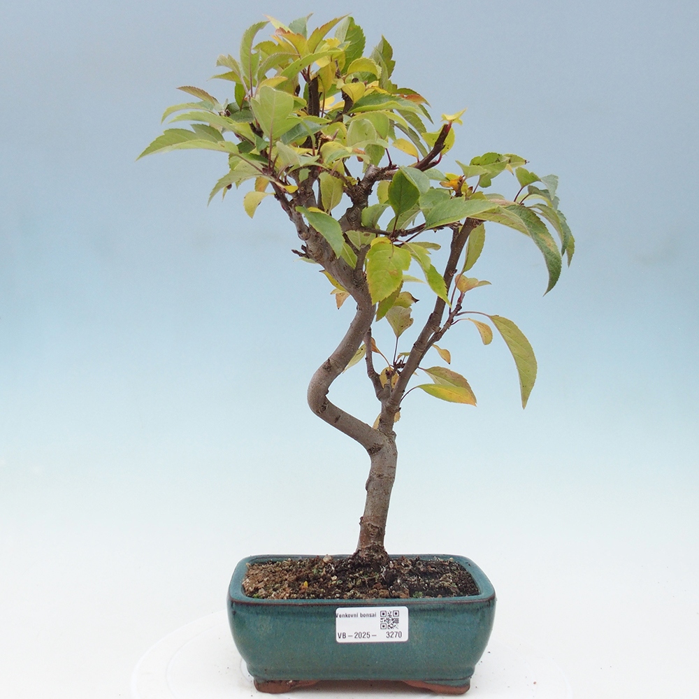 Outdoor-Bonsai -Malus halliana - Kleinfrüchtiger Apfelbaum