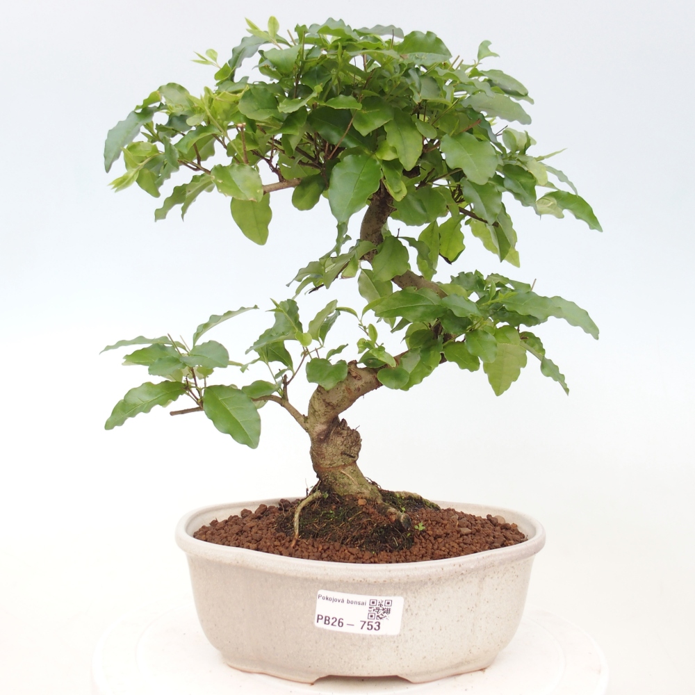 Zimmer Bonsai -Ligustrum chinensis - Vogelschnabel
