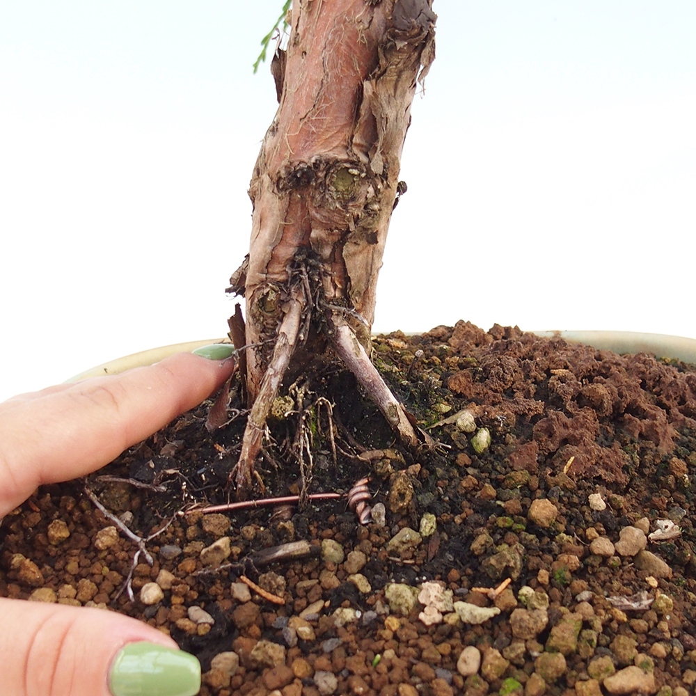 Bonsai für draußen - Juniperus chinensis Kishu
