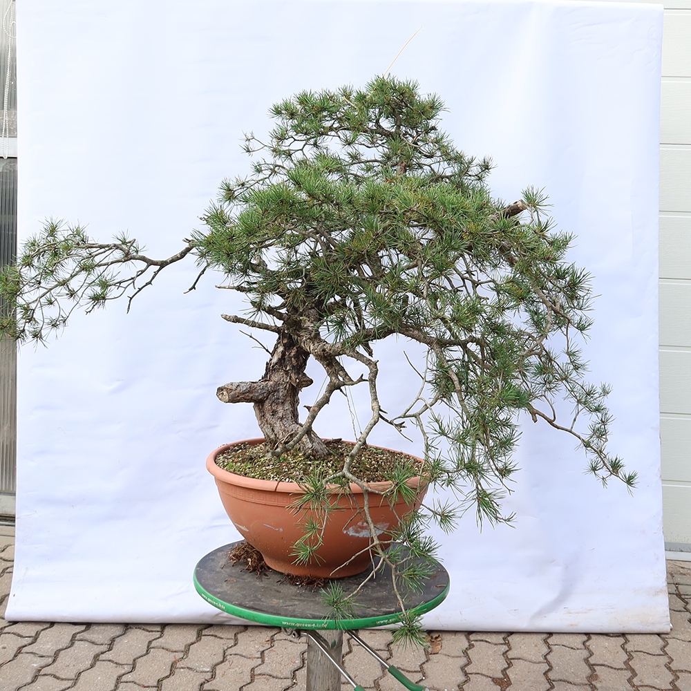 Pinus sylvestris Spanien – Waldkiefer