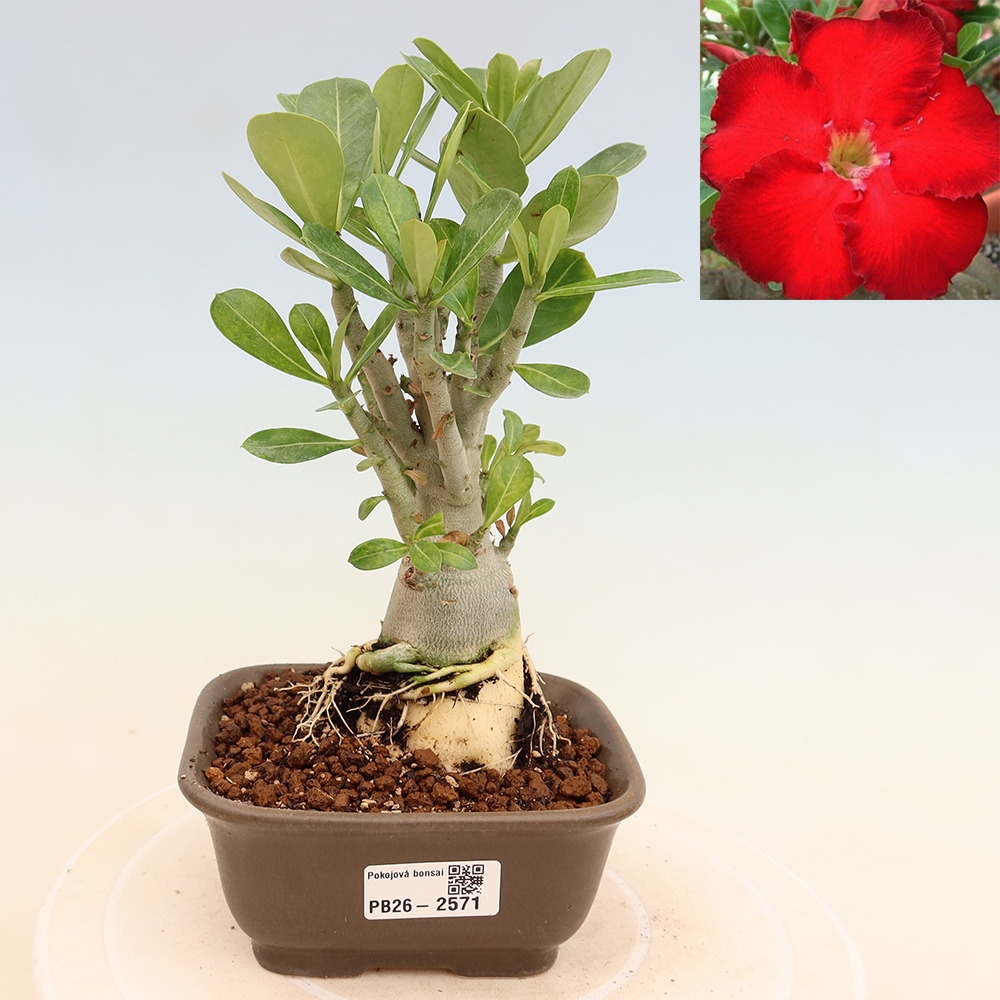 Zimmerbonsai – Adenium obesum „Red Star“ – Wüstenrose