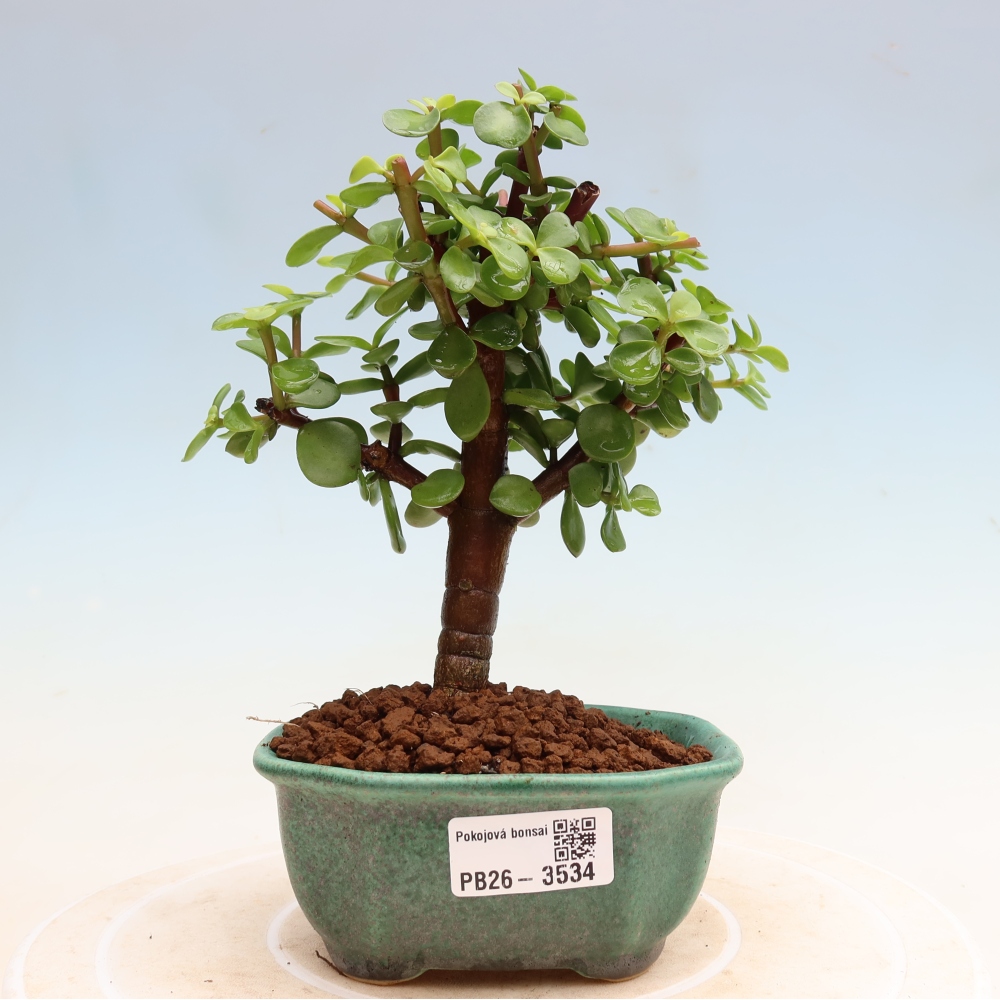 Zimmer Bonsai - Portulakaria Afra - Tlustice