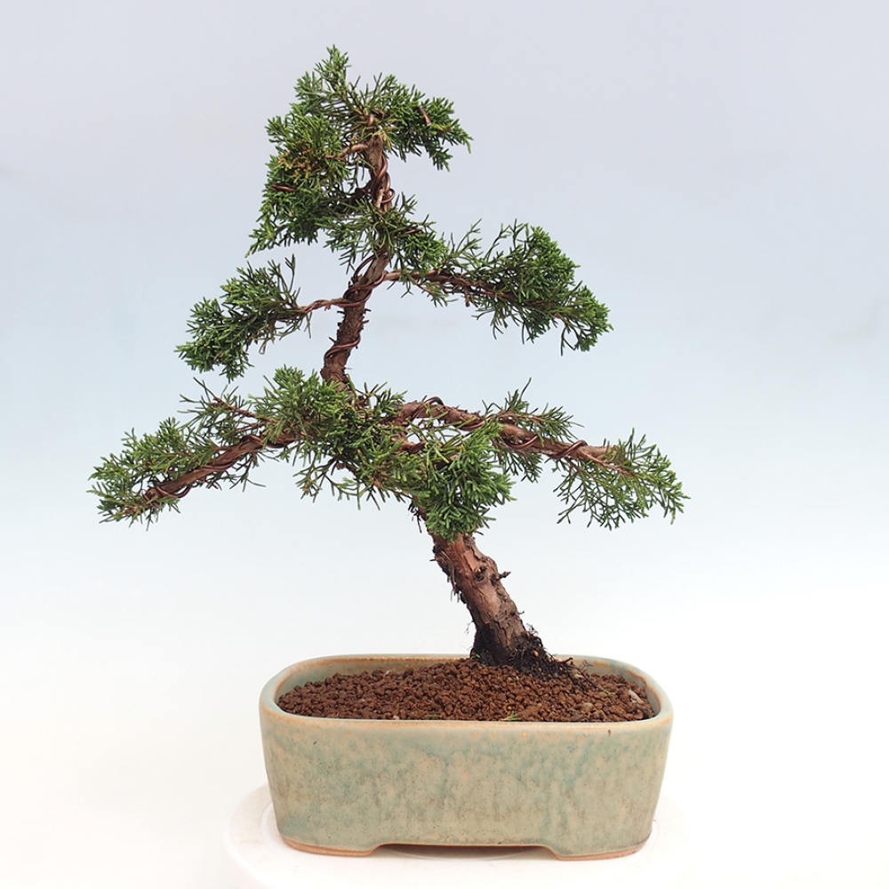 Bonsai für draußen - Juniperus chinensis Kishu