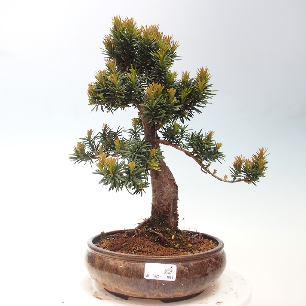 Bonsai für draußen - Taxus cuspidata - Japanische Eibe