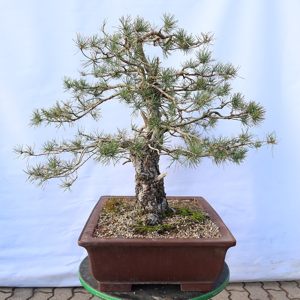 Pinus sylvestris Spanien – Waldkiefer