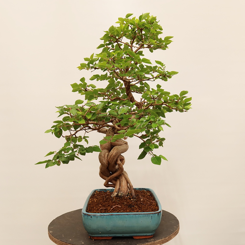 Bonsai für draußen - Karpinus Coreana - Koreanische Hainbuche