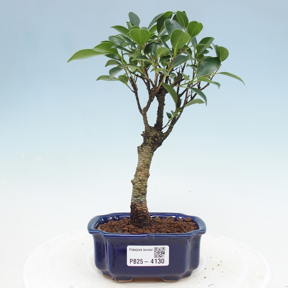 Zimmer Bonsai Ficus retusa kimmen