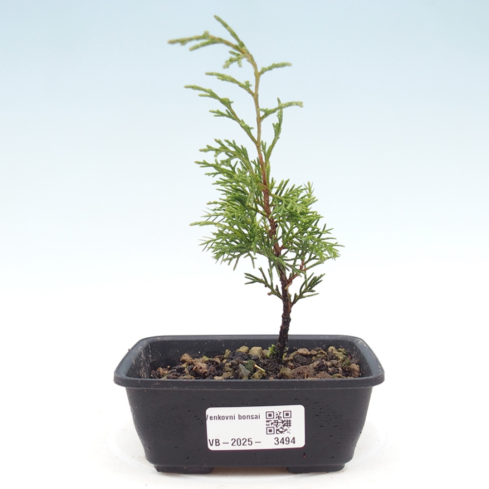 Bonsai für draußen - Juniperus chinensis Itoigawa