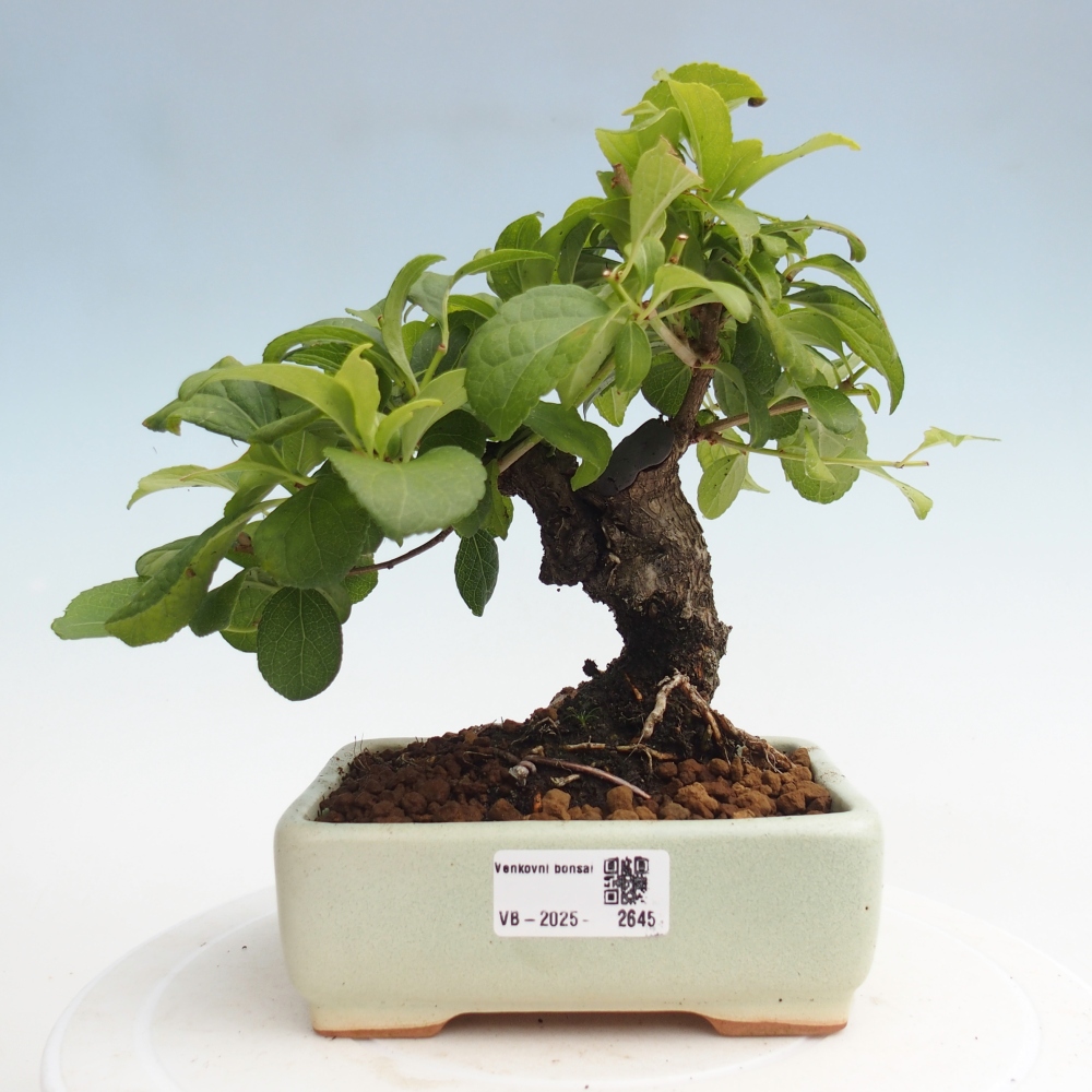 Bonsai für draußen - Celastrus orbiculatus