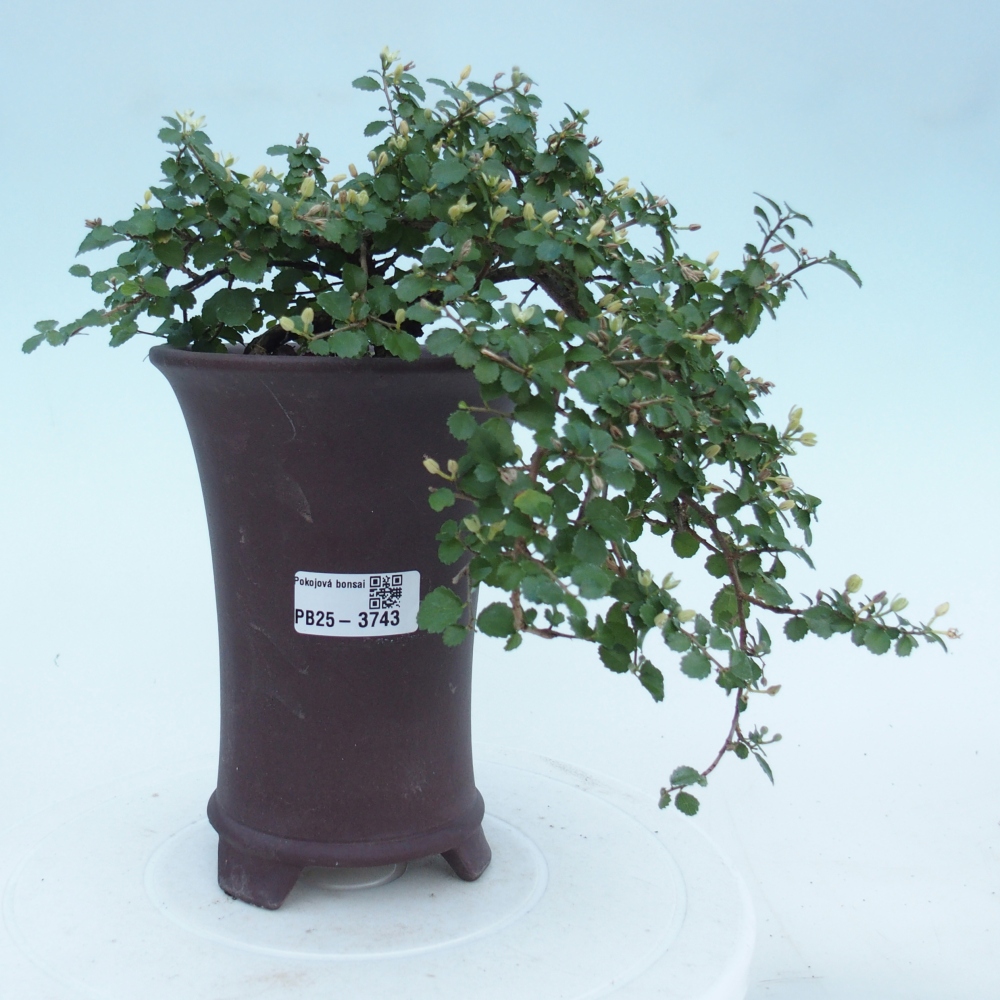 Zimmerbonsai - Grewia sp. - Grewia malafolia