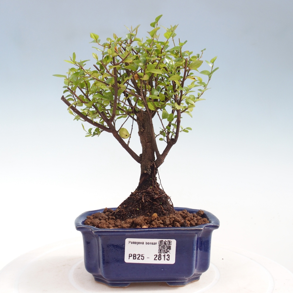 Zimmer Bonsai - Sageretia thea - Sageretia thea