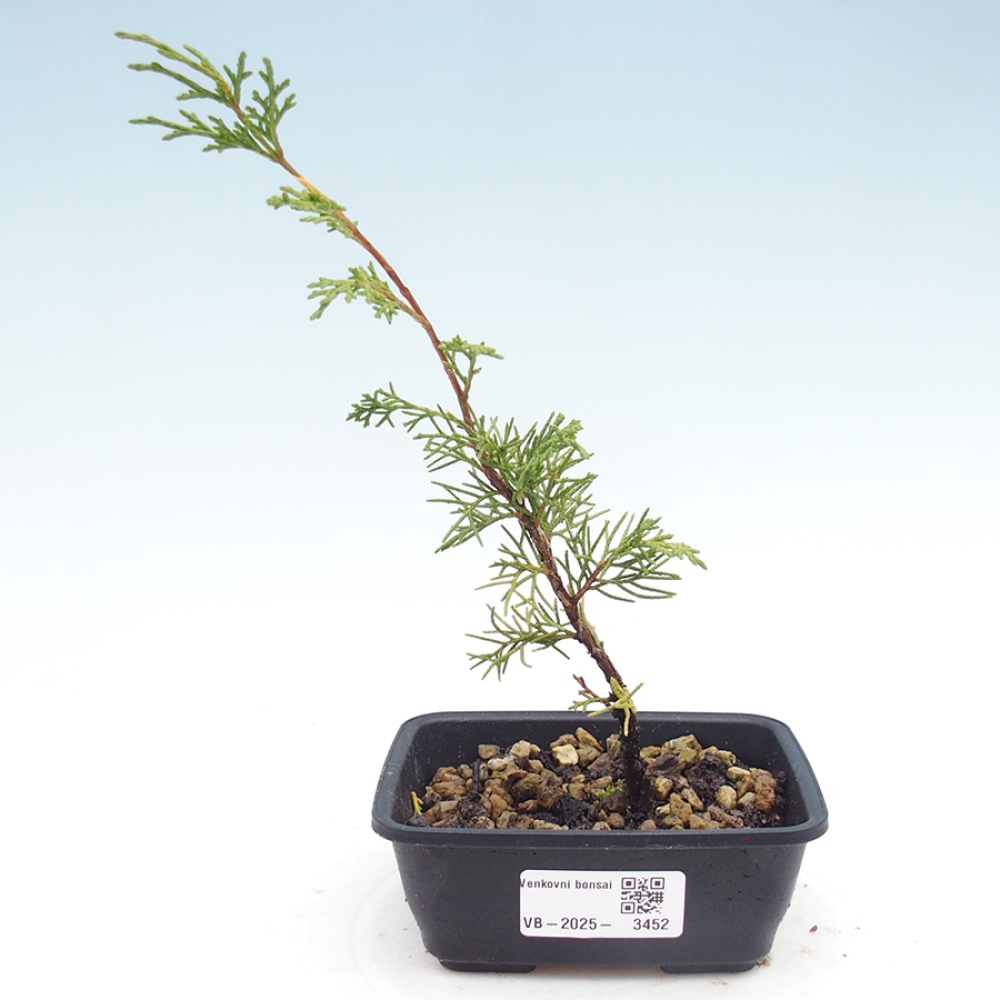 Bonsai für draußen - Juniperus chinensis Itoigawa