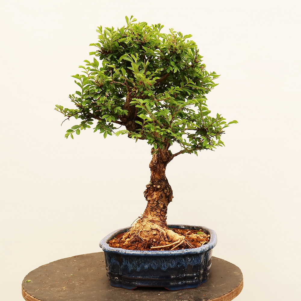 Bonsai für draußen - Zelkova - Zelkova NIRE