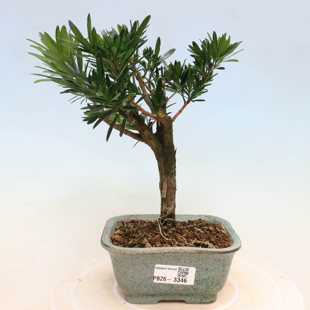 Zimmerbonsai - Podocarpus - Stein-Eibe