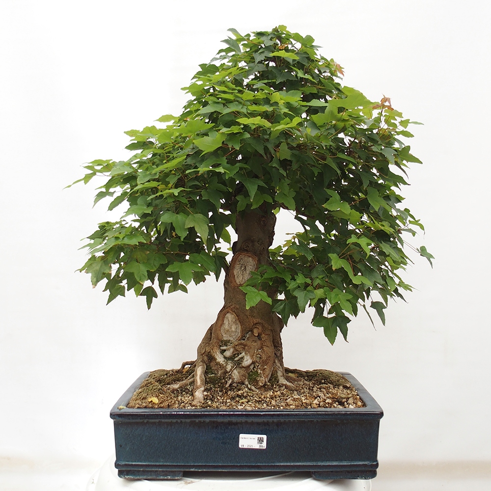 Bonsai für draußen - Acer Buergerianum - Bergahorn