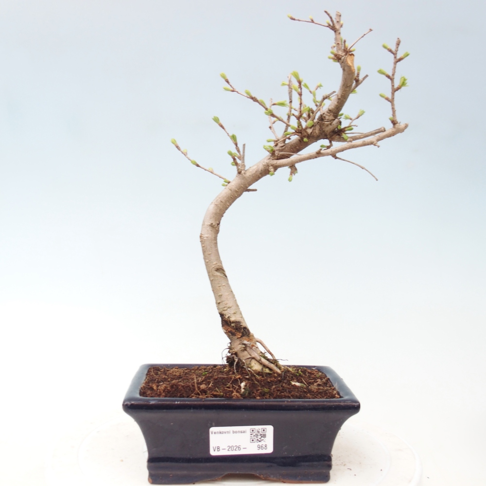 Bonsai für draußen -Pseudolarix amabis-Pseudolarix amabis