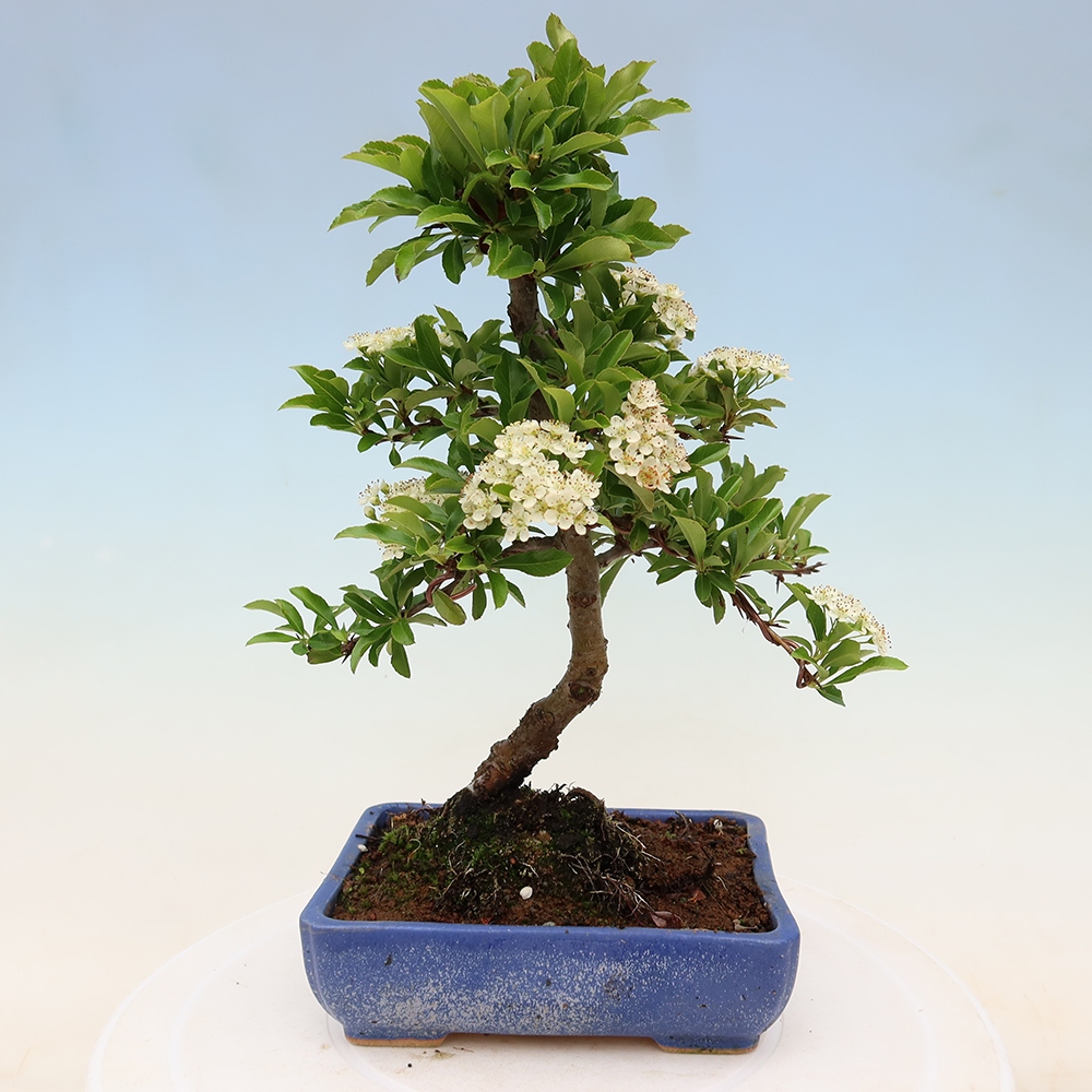 Bonsai für den Außenbereich – Pyracantha teton – Feuerdorn