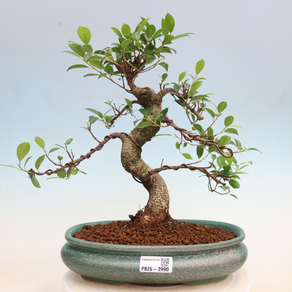 Zimmerbonsai - Ficus kimmen - Kleinblättriger Ficus