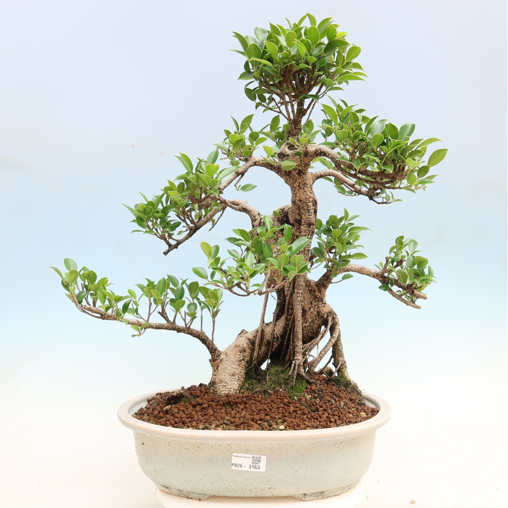 Zimmerbonsai - Ficus kimmen - Kleinblättriger Ficus