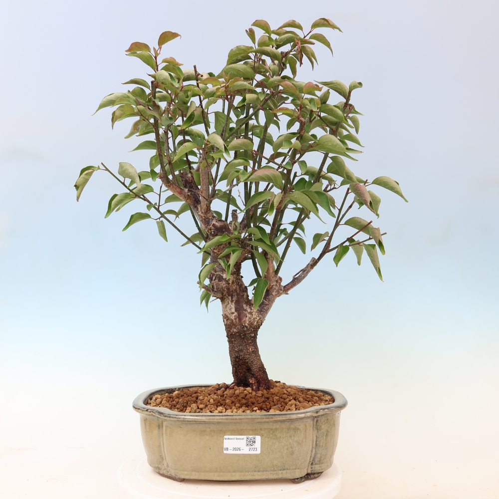 Bonsai für den Außenbereich – Japanischer Aprikosenbaum – Prunus Mume