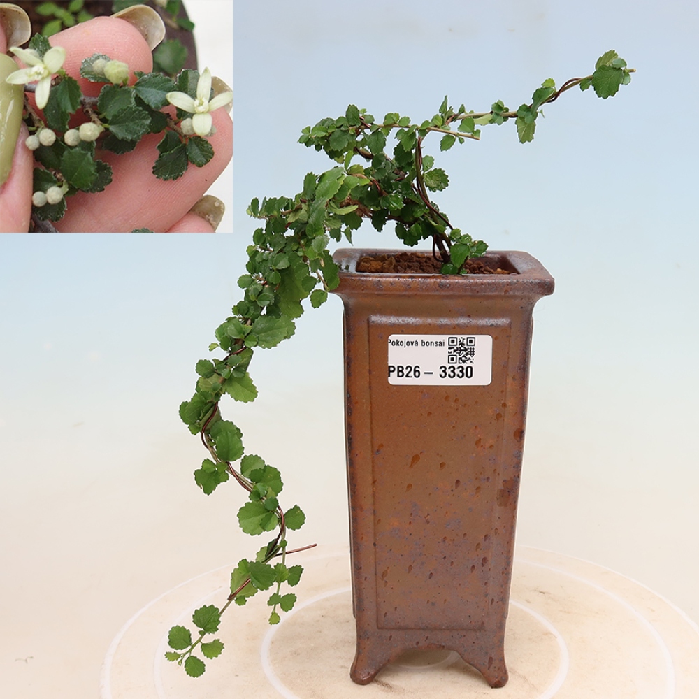 Zimmerbonsai - Grewia sp. - Grewia malafolia