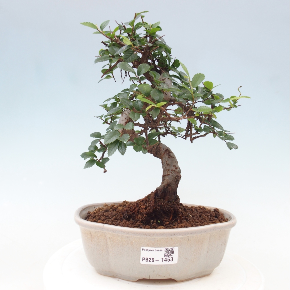 Zimmerbonsai - Ulmus parvifolia - Kleinblättrige Ulme