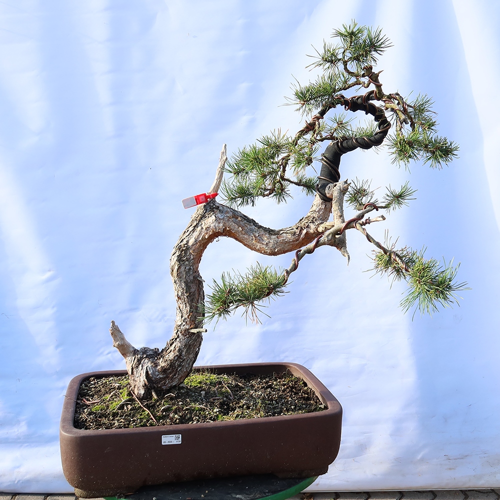 Pinus sylvestris Spanien – Waldkiefer