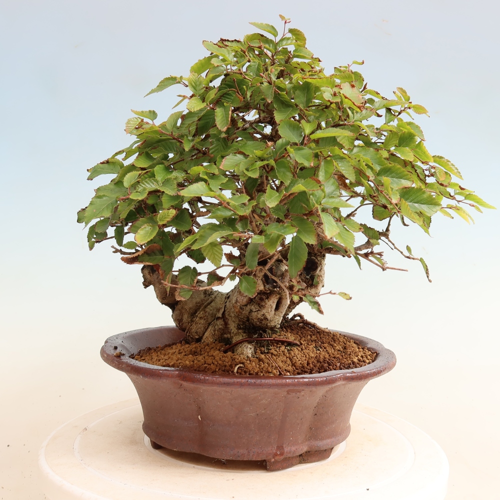 Bonsai für draußen -Carpinus CARPINOIDES - Koreanische Hainbuche