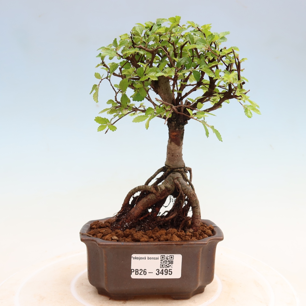 Zimmerbonsai - Ulmus parvifolia - Kleinblättrige Ulme