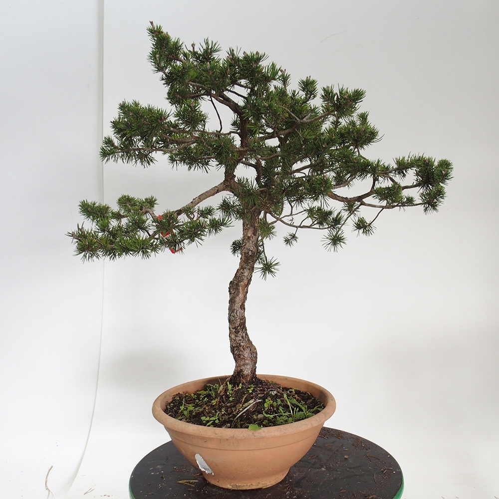 Yamadori - Pinus sylvestris Spanien