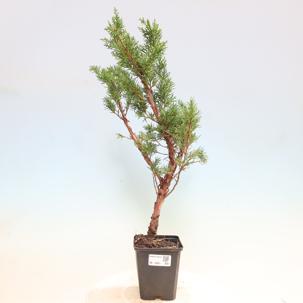 Bonsai für draußen - Juniperus chinensis Kishu