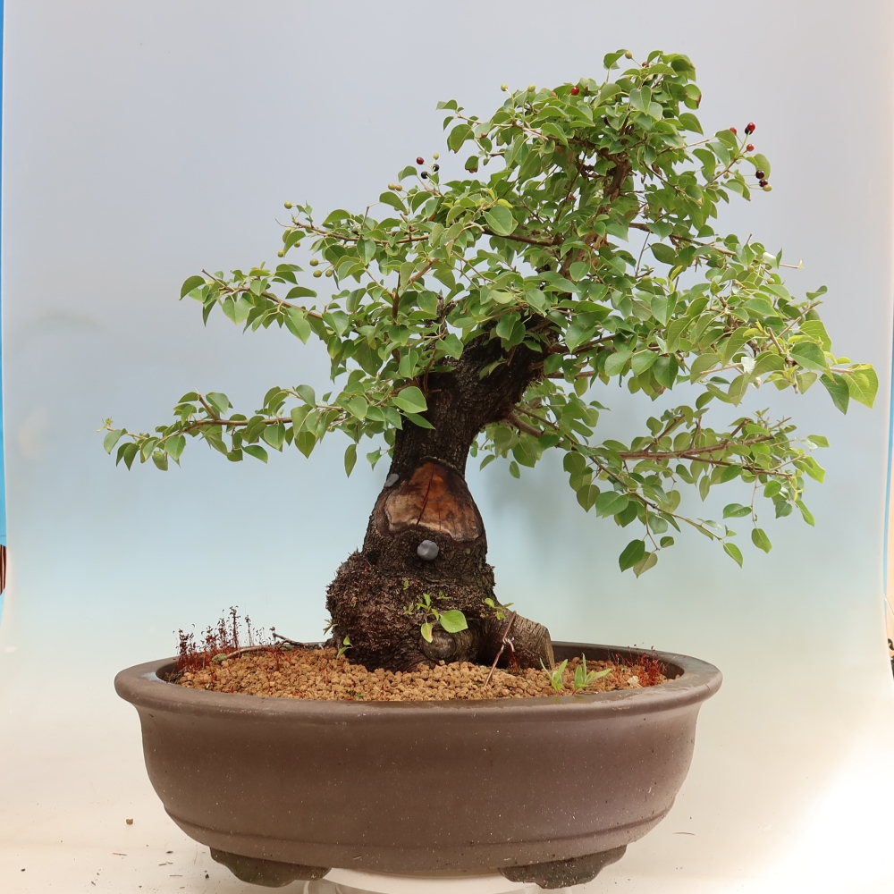 Bonsai für draußen - Mahalebka - Prunus mahaleb