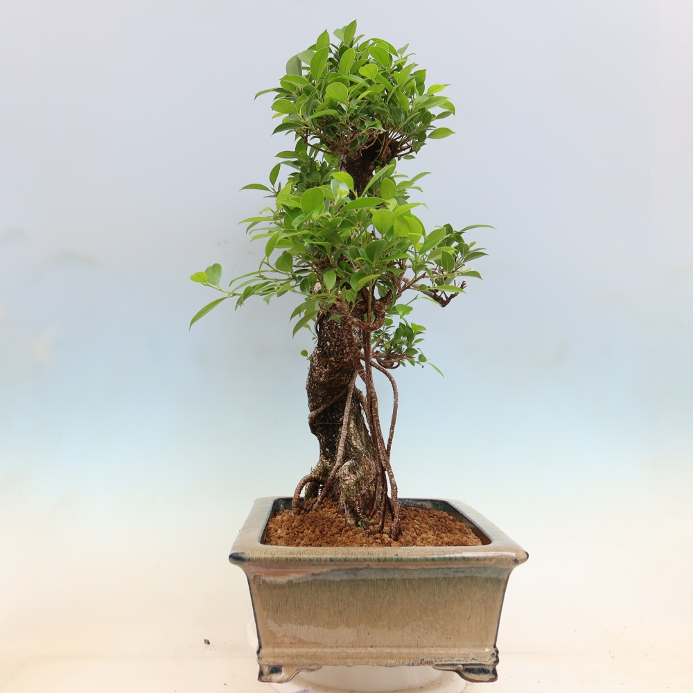 Zimmerbonsai - Ficus kimmen - Kleinblättriger Ficus