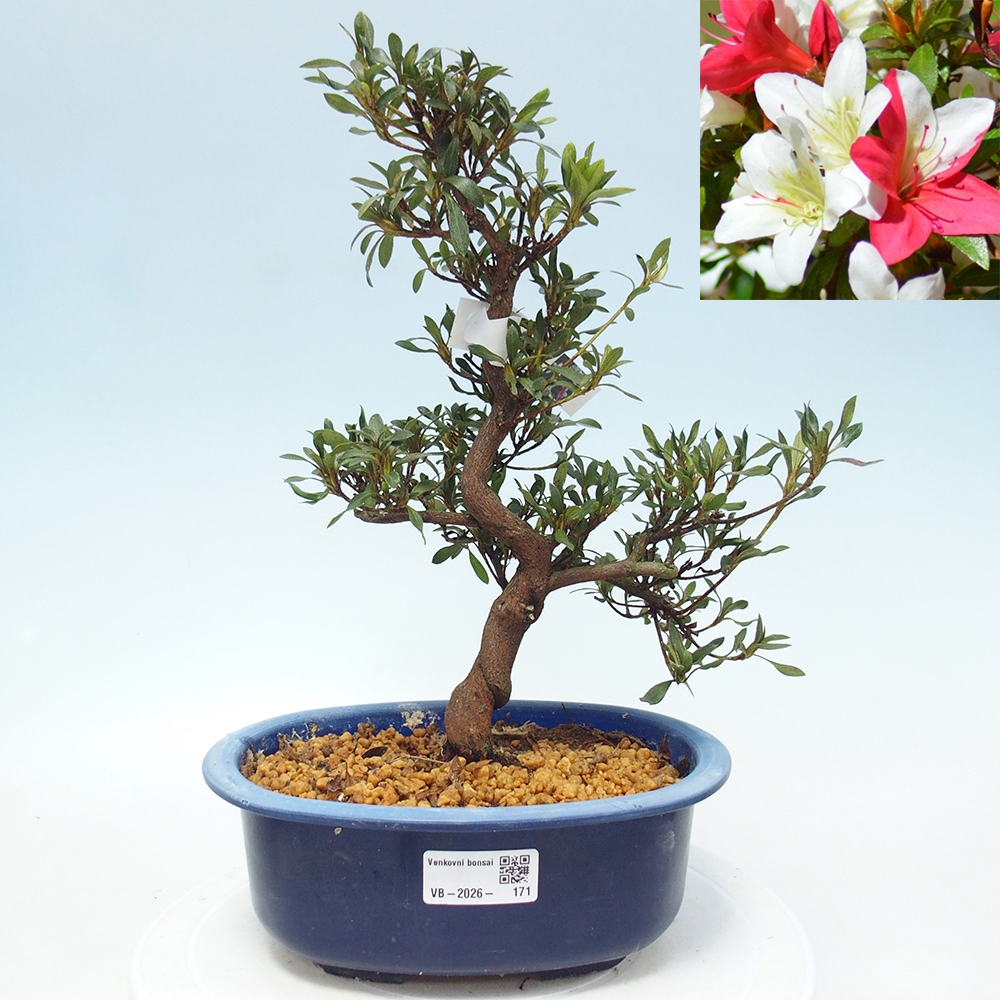 Bonsai für draußen - Japanische Azalee - Azalee CHIHIRO