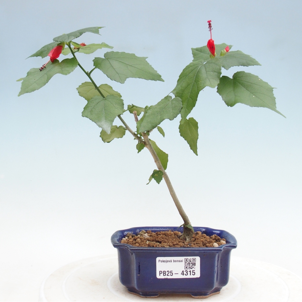 Zimmerbonsai - Malvaviscus arboreus