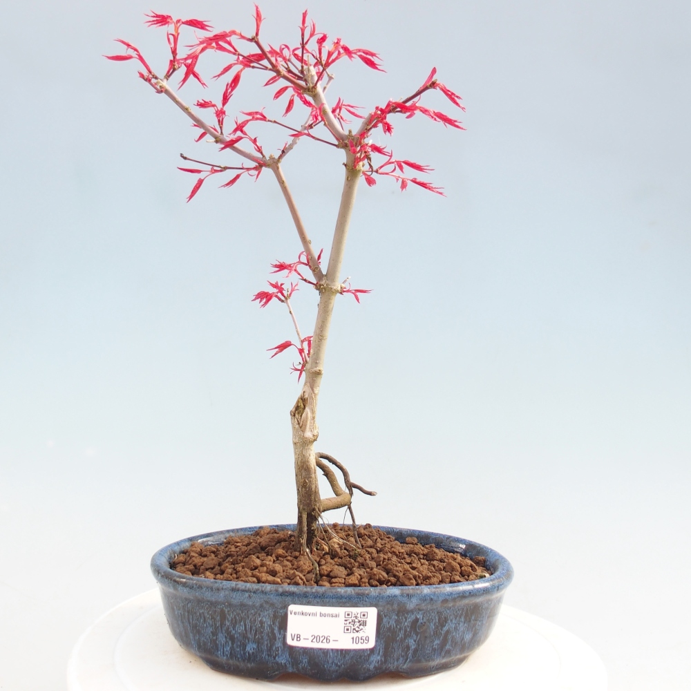 Bonsai für draußen - Acer palmatum DESHOJO