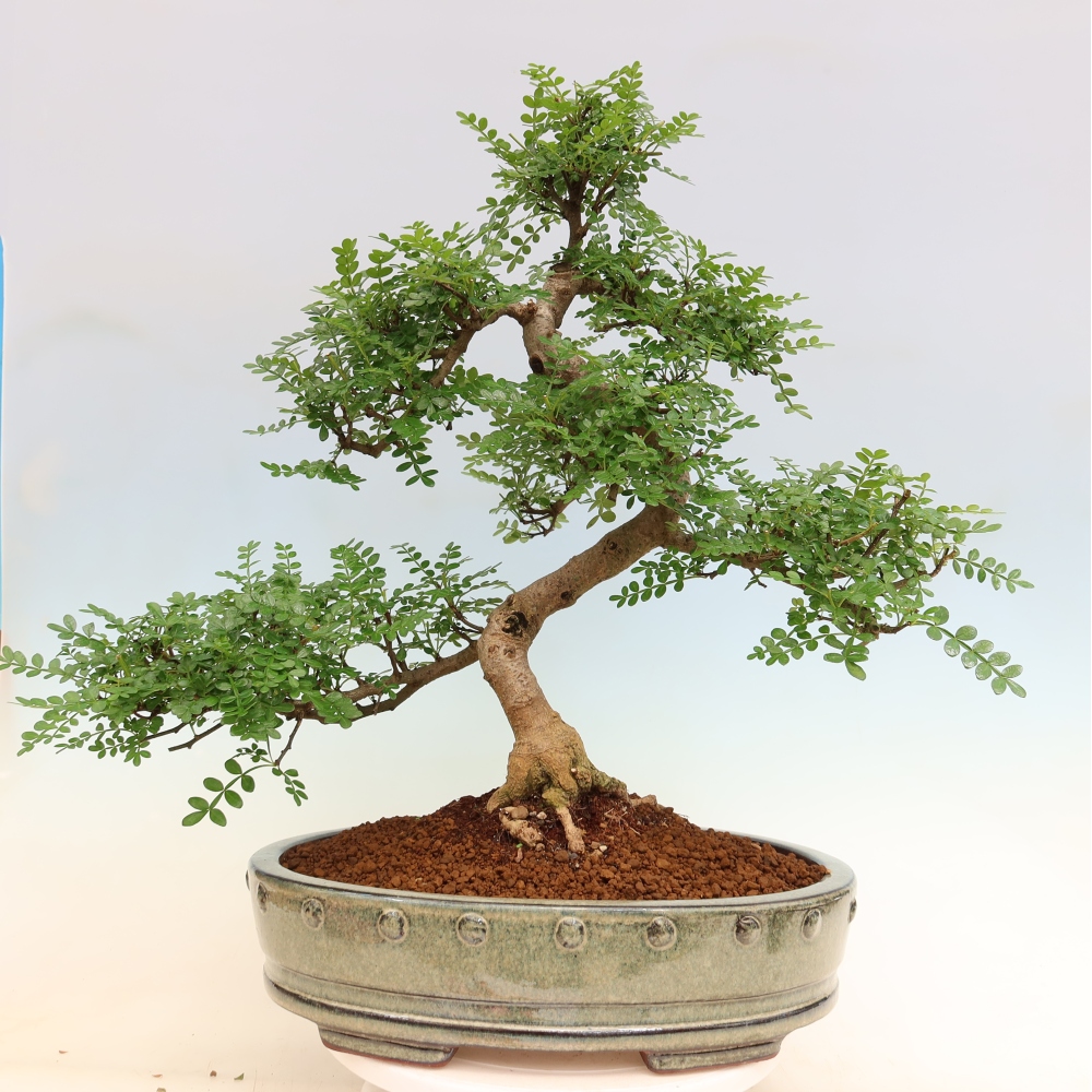 Zimmer Bonsai - Zantoxylum piperitum - Pfefferbaum